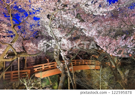 [Nagano Prefecture] Sakuraun Bridge and cherry blossoms at night at Takato Castle ruins 122595878