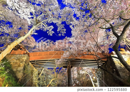 [Nagano Prefecture] Sakuraun Bridge and cherry blossoms at night at Takato Castle ruins 122595880