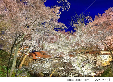[Nagano Prefecture] Sakuraun Bridge and cherry blossoms at night at Takato Castle ruins 122595881