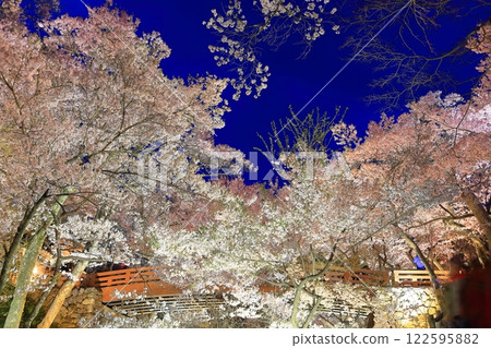 [Nagano Prefecture] Sakuraun Bridge and cherry blossoms at night at Takato Castle ruins 122595882