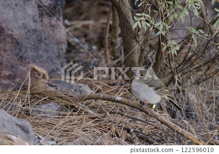 Gran Canaria blue chaffinch. 122596010