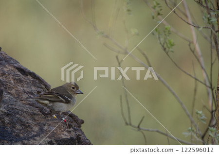 Gran Canaria blue chaffinch. 122596012
