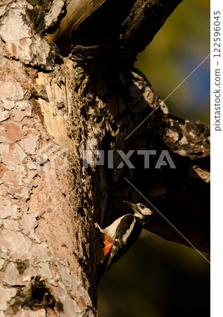 Great spotted woodpecker. Great spotted woodpecker. 122596045