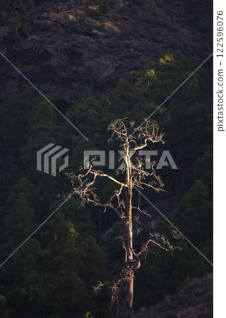 Dead Canary Island pine illuminated by the sun. Dead Canary Island pine illuminated by the sun. 122596076