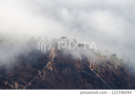 Forest of Canary Island pine. Forest of Canary Island pine. 122596094