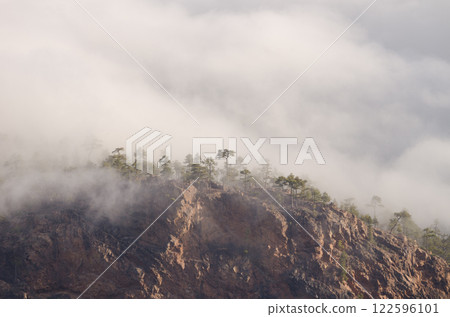 Forest of Canary Island pine. 122596101