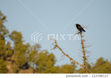 Common raven Corvus corax canariensis. Common raven Corvus corax canariensis. 122596127