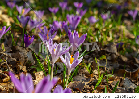 Close up detail with a Crocus heuffelianus or Crocus vernus spring giant crocus. purple flower blooming in the forest Close up detail with a Crocus heuffelianus or Crocus vernus spring giant crocus. purple flower blooming in the forest 122596130