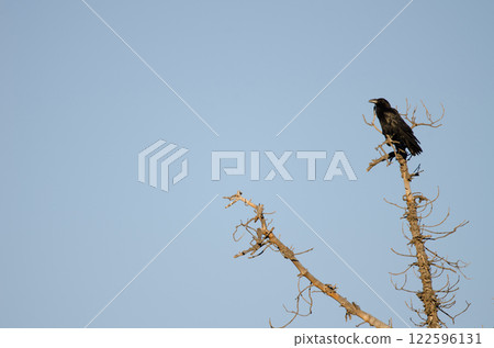 Common raven Corvus corax canariensis. Common raven Corvus corax canariensis. 122596131
