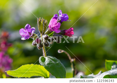 Vivid and bright pulmonaria flowers on green leaves background close up Vivid and bright pulmonaria flowers on green leaves background close up 122596143