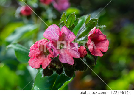 Vivid and bright pulmonaria flowers on green leaves background close up 122596144