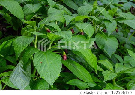 Scopolia carniolica, the European scopolia or henbane bell, is a poisonous plant belonging to the family Solanaceae 122596159