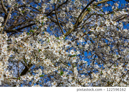 Prunus Cerasifera Blooming white plum tree. White flowers of Prunus Cerasifera 122596162