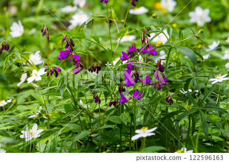 Lathyrus vernus in bloom, early spring vechling flower with blosoom and green leaves growing in forest, macro 122596163