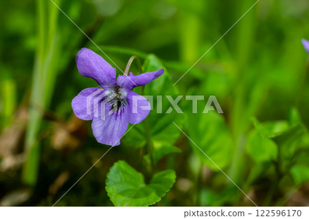 Viola odorata. Scent-scented. Violet flower forest blooming in spring. The first spring flower, purple. Wild violets in nature Viola odorata. Scent-scented. Violet flower forest blooming in spring. The first spring flower, purple. Wild violets in nature 122596170
