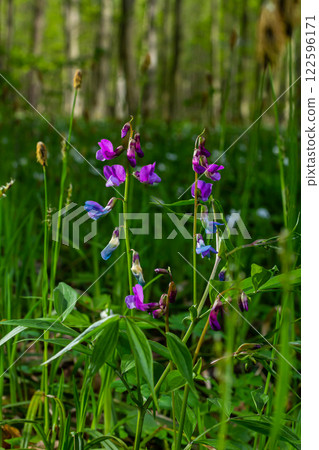 Lathyrus vernus in bloom, early spring vechling flower with blosoom and green leaves growing in forest, macro Lathyrus vernus in bloom, early spring vechling flower with blosoom and green leaves growing in forest, macro 122596171