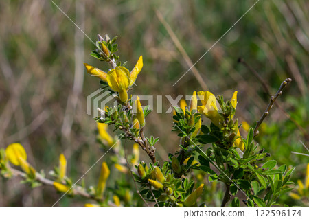 Chamaecytisus ruthenicus blooms in the wild in spring 122596174