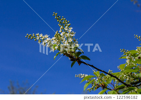Selective focus photo. Bird cherry tree , Prunus padus blooming Selective focus photo. Bird cherry tree , Prunus padus blooming 122596182