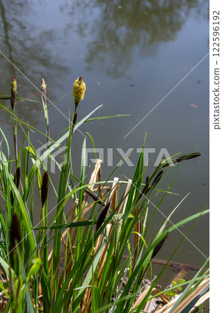 Carex acuta - found growing on the margins of rivers and lakes in the Palaearctic terrestrial ecoregions in beds of wet, alkaline or slightly acid depressions with mineral soil 122596192