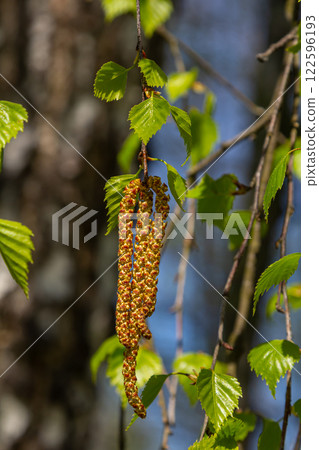 A birch branch with green leaves and earrings. Allergies due to spring blooms and pollen 122596193