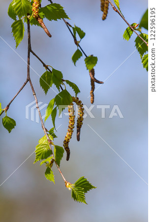 A birch branch with green leaves and earrings. Allergies due to spring blooms and pollen 122596195