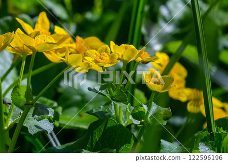 Blooming marsh-marigold Caltha palustris a widespread flower of marshes, ponds, damp meadows and wet woodland Blooming marsh-marigold Caltha palustris a widespread flower of marshes, ponds, damp meadows and wet woodland 122596196