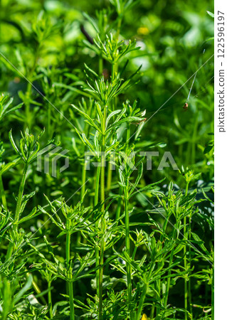 The Cleavers Galium aparine have been used in the traditional medicine for treatment of disorders of the diuretic, lymph systems and as a detoxifier 122596197