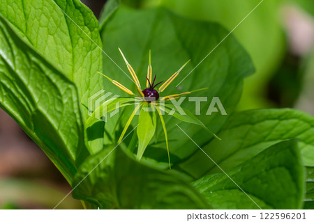 Paris quadrifolia in bloom. It is commonly known as herb Paris or true lover's knot 122596201