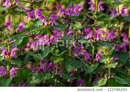 Pink flowers of spotted dead-nettle Lamium maculatum. Medicinal plants in the garden 122596204