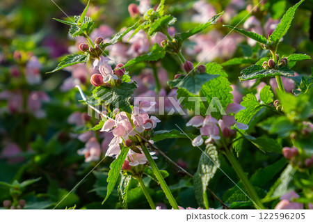 Pink flowers of spotted dead-nettle Lamium maculatum. Medicinal plants in the garden 122596205
