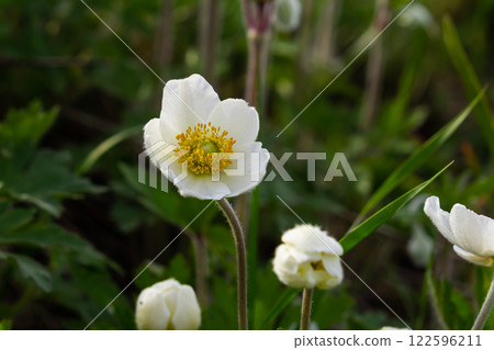Anemonoides sylvestris Anemone sylvestris, known as snowdrop anemone or snowdrop windflower, is a perennial plant flowering in spring Anemonoides sylvestris Anemone sylvestris, known as snowdrop anemone or snowdrop windflower, is a perennial plant flowering in spring 122596211