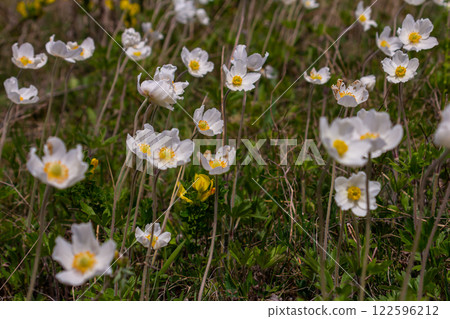 Anemonoides sylvestris Anemone sylvestris, known as snowdrop anemone or snowdrop windflower, is a perennial plant flowering in spring Anemonoides sylvestris Anemone sylvestris, known as snowdrop anemone or snowdrop windflower, is a perennial plant flowering in spring 122596212