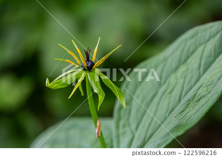 Paris quadrifolia in bloom. It is commonly known as herb Paris or true lover's knot Paris quadrifolia in bloom. It is commonly known as herb Paris or true lover's knot 122596216