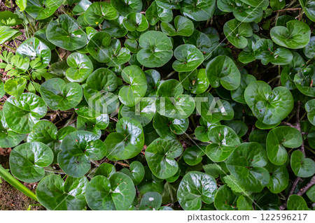 Shiny green foliage from wild ginger plants, Asarum europaeum Shiny green foliage from wild ginger plants, Asarum europaeum 122596217