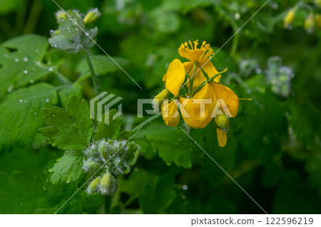 Greater celandine or chelidonium majus is a perennial herbaceous flowering plant used in folk medicine Greater celandine or chelidonium majus is a perennial herbaceous flowering plant used in folk medicine 122596219