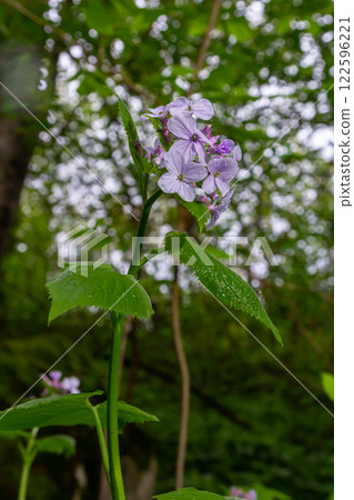 Lunaria rediviva, known as perennial honesty. Beautiful light purple flowers in bloom 122596221