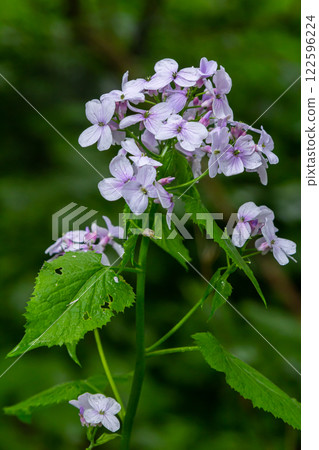 In spring, Lunaria rediviva blooms in the wild in the forest In spring, Lunaria rediviva blooms in the wild in the forest 122596224