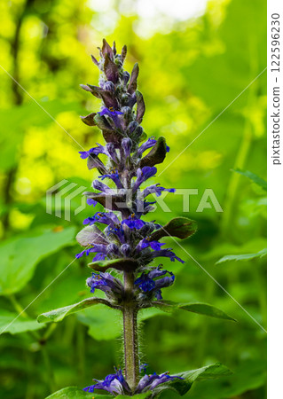 A closeup shot of blue flowers of Ajuga reptans Atropurpurea in spring 122596230