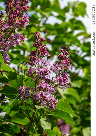 Common Lilac Syringa vulgaris blooming with violet-purple double flowers surrounded with green leaves in spring Common Lilac Syringa vulgaris blooming with violet-purple double flowers surrounded with green leaves in spring 122596238