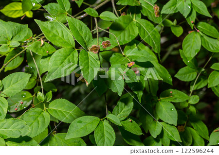 Little flowers of Euonymus verrucosus or spindle tree 122596244