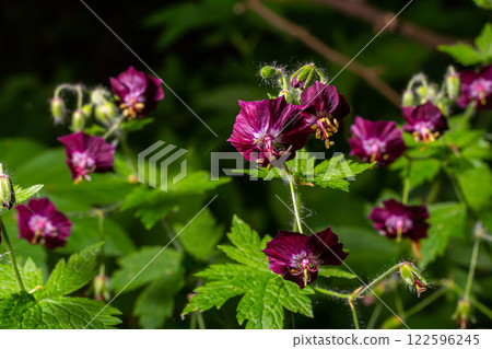Purple and red flowers of Geranium phaeum Samobor in spring garden Purple and red flowers of Geranium phaeum Samobor in spring garden 122596245