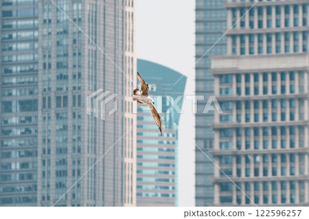 陸家嘴高樓間飛翔的海鷗 122596257