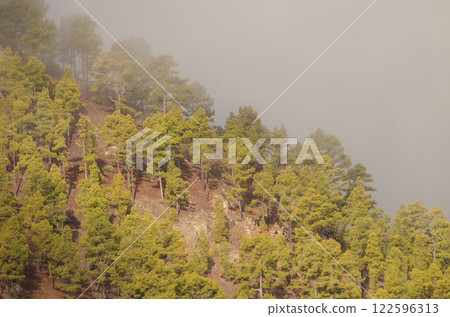 Forest of Canary Island pine. Forest of Canary Island pine. 122596313