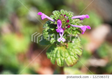 早春田野：Lamium amplexicaule（佛座草） 122596372