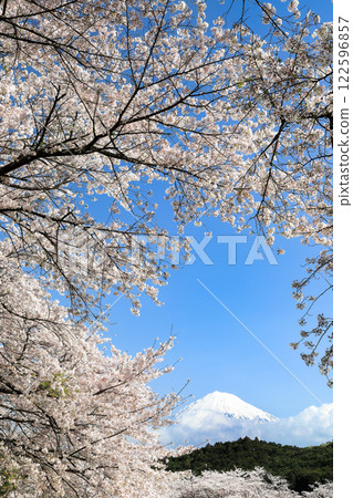 Cherry blossoms in full bloom at Iwamotoyama Park in Fuji City and Mount Fuji 122596857