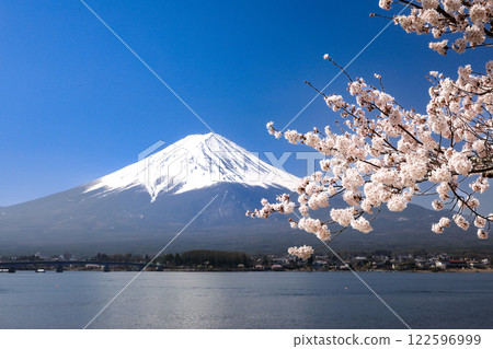 山梨縣河口湖町，從河口湖畔眺望富士山，櫻花盛開 122596999