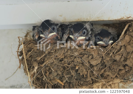 Swallow's nest with three chicks, wild bird Swallow's nest with three chicks, wild bird 122597048