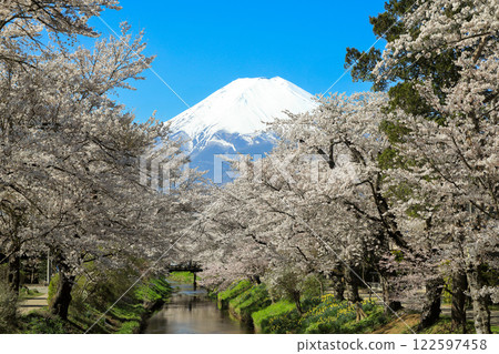 忍野八海路線：新奈莊川沿岸的櫻花盛開，富士山也美不勝收 122597458