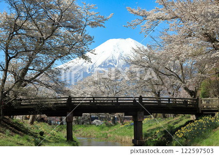 忍野八海路線：新奈莊川沿岸的櫻花盛開，富士山也美不勝收 122597503