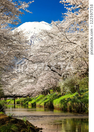 忍野八海路線：新奈莊川沿岸的櫻花盛開，富士山也美不勝收 122597558